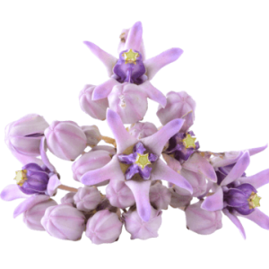 pngtree-crown-flower-on-white-background-gigantea-png-image_10245183-1.png