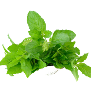 pngtree-holy-basil-on-white-background-holy-png-image_10245306.png